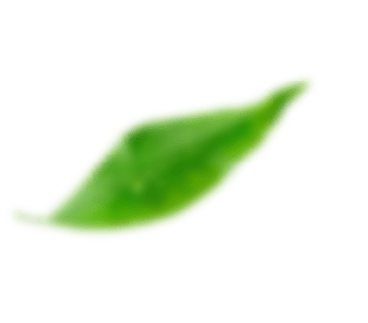 Лист