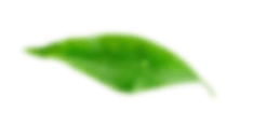 Лист