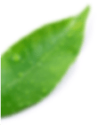 Лист