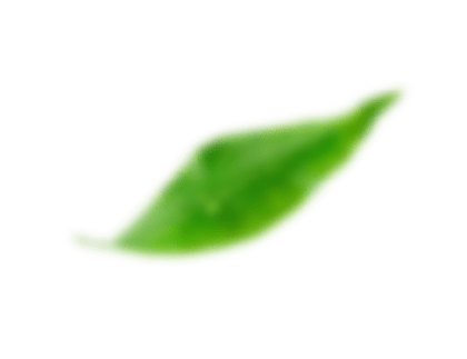 Лист